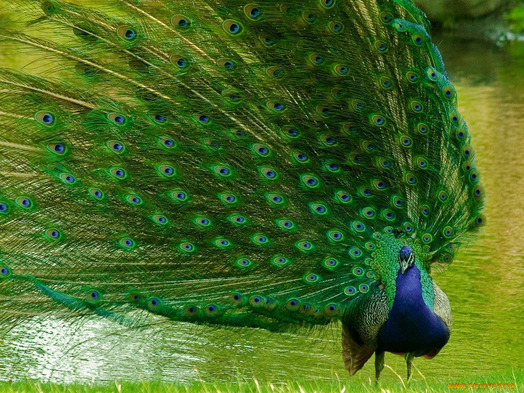 , 